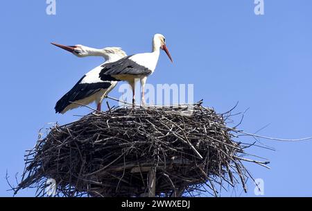 Weißstörchpaare (Ciconia ciconia) werden auf einem Nest in Ostrava - Lhotka, Tschechien, am 26. März 2024 gesehen. (CTK Foto/Drahoslav Ramik) Stockfoto