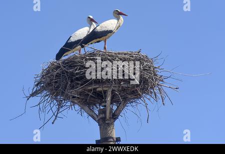 Weißstörchpaare (Ciconia ciconia) werden auf einem Nest in Ostrava - Lhotka, Tschechien, am 26. März 2024 gesehen. (CTK Foto/Drahoslav Ramik) Stockfoto