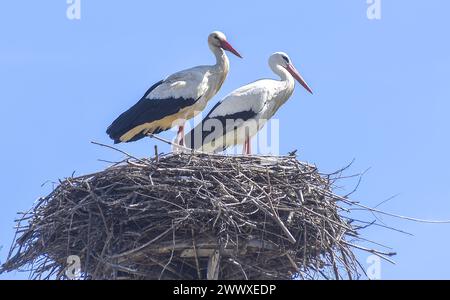 Weißstörchpaare (Ciconia ciconia) werden auf einem Nest in Ostrava - Lhotka, Tschechien, am 26. März 2024 gesehen. (CTK Foto/Drahoslav Ramik) Stockfoto