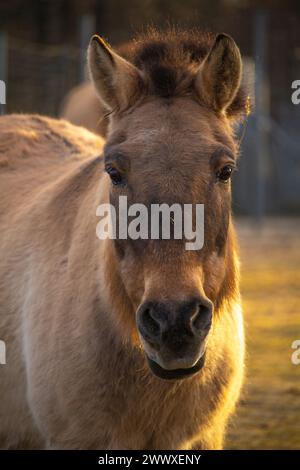 Przewalski-Pferd oder Dzungarisches Pferd im Zoo. Das Przewalski-Pferd ist eine seltene und gefährdete Unterart des Wildpferdes. Stockfoto