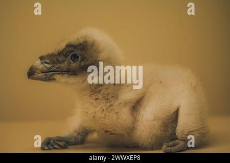 Jungbärtgeier (Gypaetus barbatus) Jungküken aus dem Nest. Der seltene Greifvogel geschützter Arten Stockfoto