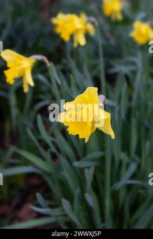 Narzissen in Flower, England, Vereinigtes Königreich Stockfoto