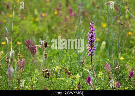 Farbiger Wildblumenwiesen-Hintergrund in Bokeh mit fraganter Orchidee (Gymnadenia conopsea) im Fokus rechts, Kaiserstuhl, Süddeutschland Stockfoto