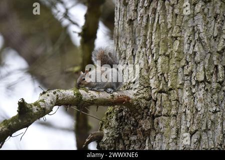 Eastern Gray Eichhörnchen (Sciurus carolinensis) kriecht entlang des Baumzweigs links von Trunk, linke Seite weiter, aufgenommen im Woodland in Mid-Wales, Großbritannien im März Stockfoto
