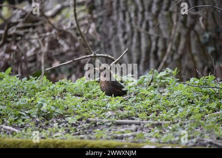 Weiblicher gemeiner Schwarzvogel (Turdus merula) auf Waldboden, umgeben von New Green Shoots, aufgenommen in der Mitte von Wales, Großbritannien im Frühjahr Stockfoto