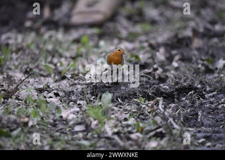 Europäischer Robin (Erithacus rubecula) auf dem Waldboden, mit Blick auf die Kamera mit geneigtem Kopf, aufgenommen im Frühjahr im Woodland Mitte Wales Stockfoto