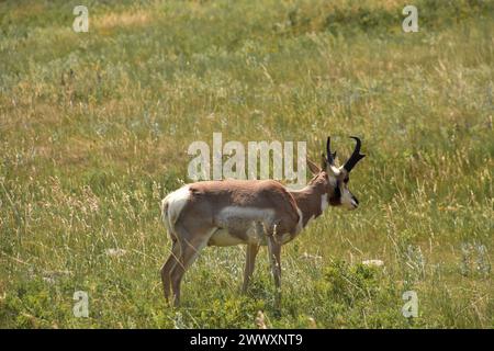 Wunderschöner einsamer Pronghorn Bock, der auf einem Feld weidet. Stockfoto