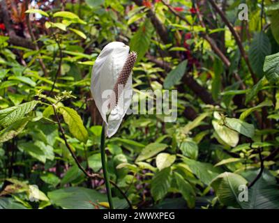 Blühende Friedenslilie (Spathiphyllum) mit ihren eigenartigen Blüten, die in einem Spadix produziert werden. Stockfoto