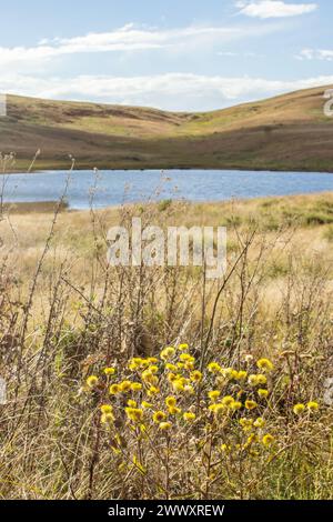 Blumen und kleiner Angelsee im Drakensberg Stockfoto