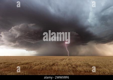 Gewitter mit dunklen Wolken und Blitzen über einem Feld in Texas Stockfoto