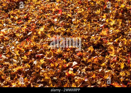Herbstliches Laub am Boden liegen Stockfoto