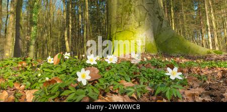 Holzanemone (Anemonoides nemorosa) (Syn.: Anemone nemorosa) blüht weiß zwischen Herbstblättern des Vorjahres im Wald, Bäume bedeckt Stockfoto