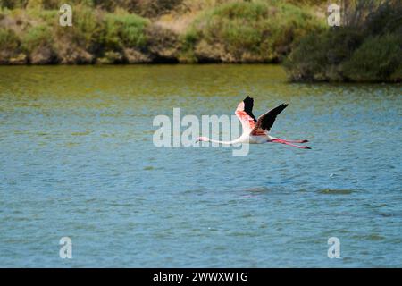 Der Flamingo (Phoenicopterus roseus) fliegt über dem Wasser, Frankreich Stockfoto