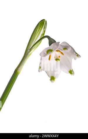 Blüte der Märzschneeflocke (Leucojum vernum) auf weißem Hintergrund, Bayern, Deutschland Stockfoto
