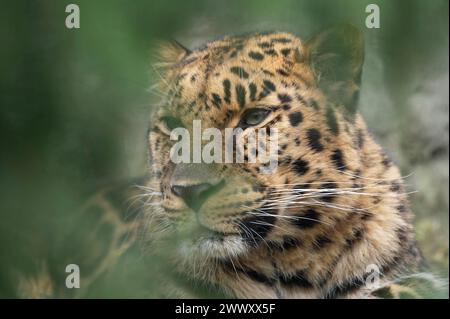 Amurleopard (Panthera pardus orientalis), Porträt, vorkommt in der Region Amur-Ussuri, gefangen gehalten Stockfoto