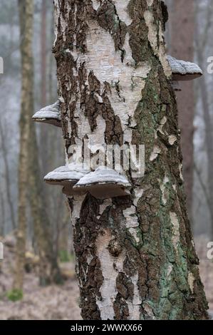 Tinderpilz (Fomes fomentarius), Fruchtkörper auf einem Stamm der Flaumbirke (Betula pubescens), Niedersachsen, Deutschland Stockfoto