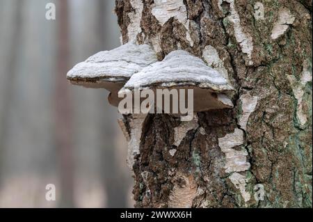 Tinderpilz (Fomes fomentarius), Fruchtkörper auf einem Stamm der Flaumbirke (Betula pubescens), Niedersachsen, Deutschland Stockfoto