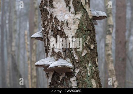 Tinderpilz (Fomes fomentarius), Fruchtkörper auf einem Stamm der Flaumbirke (Betula pubescens), Niedersachsen, Deutschland Stockfoto