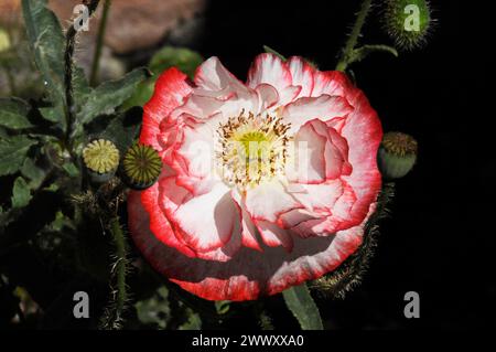 Shirley Double Mixed Maismohn „Papaver Rhoeas“ in einem Somerset Garten. Weiße Blüten mit roten Kanten. Stockfoto