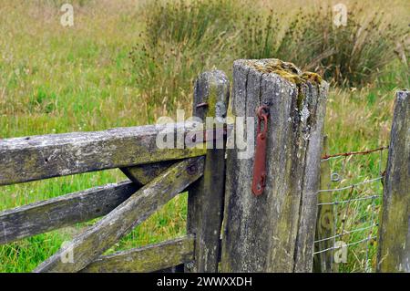 Einfacher rostiger Metallriegel an einem alten hölzernen Tor. Moos und Flechten bedeckten altes Tor und Torpfosten bei einem Sumpffeld in Wiltshire.UK Stockfoto