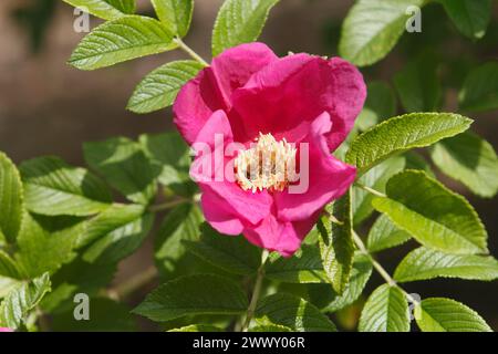 Europäische Honigbiene (APIs mellifera) auf Rugosa Rose (Rosa rugosa), Nordrhein-Westfalen, Deutschland Stockfoto