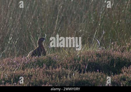Rothühner Alarm und mit erhobenem Kopf zwischen Moorheide mit einem Lichtrand entlang des Rücken- und Nackenbereichs Stockfoto