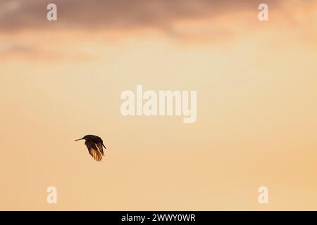 Rattenvogel (Ceryle rudis), erwachsener Vogel, im Flug, im Morgenlicht, Kruger-Nationalpark, Südafrika, Afrika Stockfoto