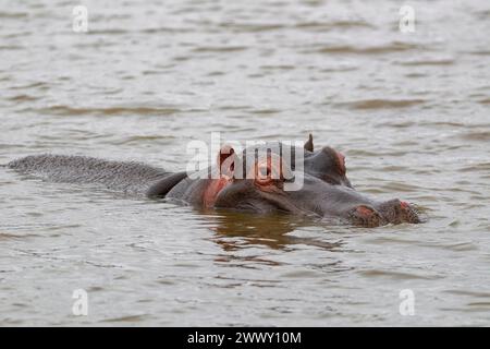 Flusspferde (Hippopotamus amphibius), Erwachsener im Wasser, Nahaufnahme des Kopfes, Sunset Dam, Kruger-Nationalpark, Südafrika, Afrika Stockfoto