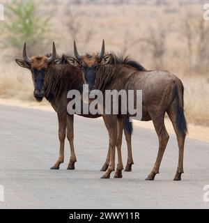 Blaue gnus (Connochaetes taurinus), zwei junge gnus, die mitten auf der geteerten Straße stehen, in die Kamera schauen, Alarm, Kruger Nationalpark, so Stockfoto