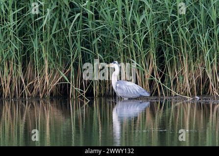 Graureiher, der im Wasser steht und Reflexion zeigt, während er vor dem Hintergrund eines hohen Schilfes steht Stockfoto