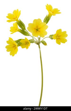 Cowslip Primrose Blüten isoliert auf weißem Hintergrund. Stockfoto