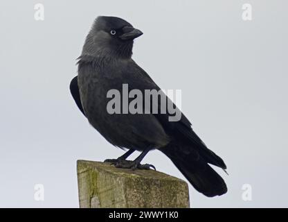 Die Jackdaw in Nahaufnahme steht auf einem Holzpfosten mit nach rechts gedrehtem Kopf, die eine dezente Färbung des Gefieders und des blauen Auges zeigt Stockfoto