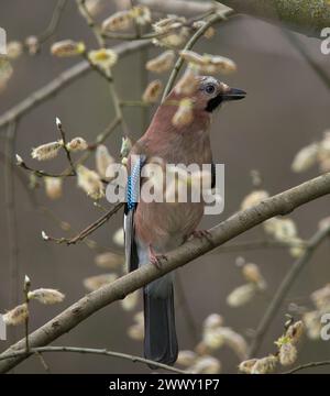 Jay saß auf einem Ast im Wald und zeigte volle Farben von Gefieder und schaute im Bild nach rechts Stockfoto