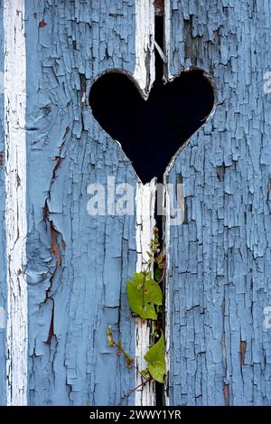 Holztür mit Herz, Stalltür, heller Lack, verwittert, Blätter von Knotengras (Fallopia baldschuanica), altes Bauernhaus, Idylle, romantisch Stockfoto