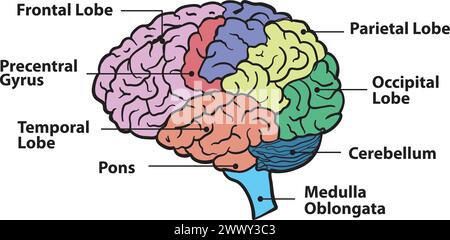 Dieses Vektordiagramm des menschlichen Gehirns stellt die Anatomie des Gehirns genau und genau dar. Mit Präzision und Liebe zum Detail erstellt Stock Vektor