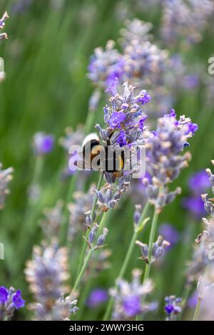 Eine Biene ist auf einer lila Blume Stockfoto