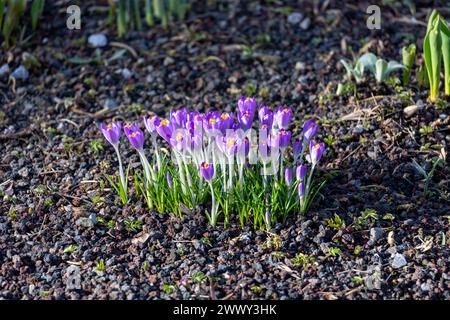 Frühlingskrokusblüten im Wald. Anfang Frühling. Symbol des Friedens und der Freude. Stockfoto