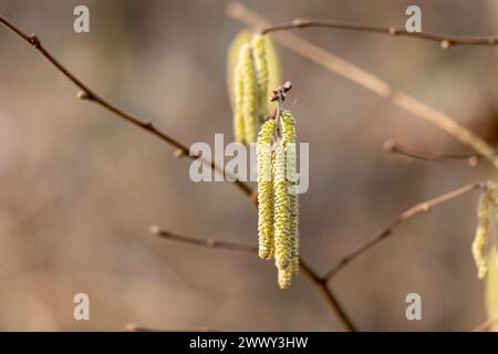 Nahaufnahme einer Haselnusskatze auf einem Baum im Frühjahr Stockfoto