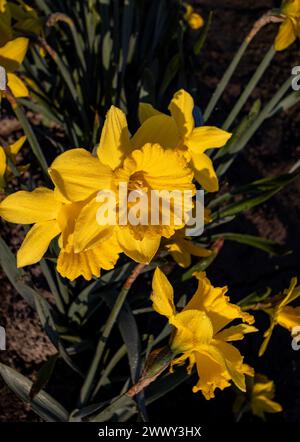 WA25130-00...WASHINGTON - frühmorgendliches Licht auf einer Reihe von gelben Trompeten Narzissen. Stockfoto