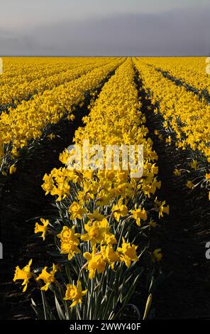 WA25132-00...WASHINGTON - Ein kommerzielles Feld von gelben Trompeten Narzissen im Skagit Valley. Stockfoto