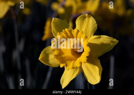 WA25133-00...WASHINGTON - Eine gelbe Trompete Narzissen, die auf einem kommerziellen Feld im Skagit Valley wächst. Stockfoto