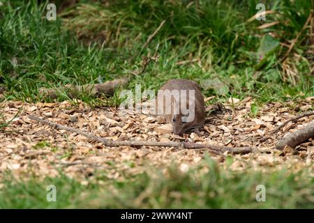 Ratte Brown Rattus norvegicus, unter Vogelfutter in Fell, graubraunes Fell langer schuppiger Schwanz spitzes Gesicht kleine abgerundete Ohren rosa Nase und Füße Frühling UK Stockfoto