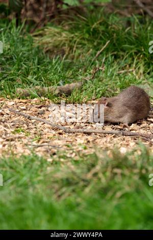 Ratte Brown Rattus norvegicus, unter Vogelfutter in Fell, graubraunes Fell langer schuppiger Schwanz spitzes Gesicht kleine abgerundete Ohren rosa Nase und Füße Frühling UK Stockfoto