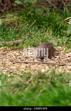 Ratte Brown Rattus norvegicus, unter Vogelfutter in Fell, graubraunes Fell langer schuppiger Schwanz spitzes Gesicht kleine abgerundete Ohren rosa Nase und Füße Frühling UK Stockfoto