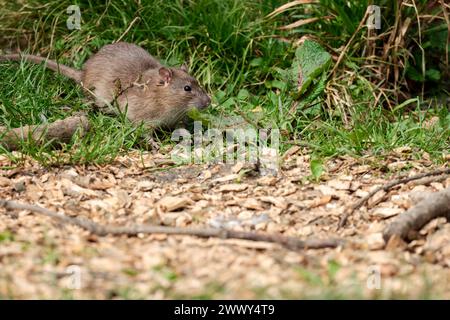 Ratte Brown Rattus norvegicus, unter Vogelfutter in Fell, graubraunes Fell langer schuppiger Schwanz spitzes Gesicht kleine abgerundete Ohren rosa Nase und Füße Frühling UK Stockfoto