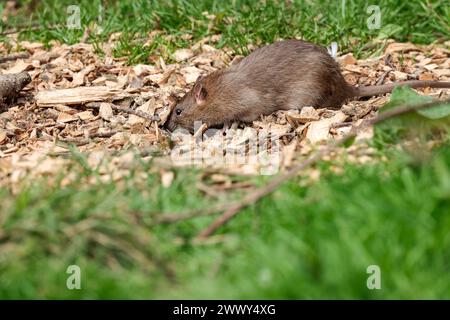 Ratte Brown Rattus norvegicus, unter Vogelfutter in Fell, graubraunes Fell langer schuppiger Schwanz spitzes Gesicht kleine abgerundete Ohren rosa Nase und Füße Frühling UK Stockfoto