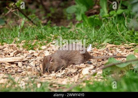 Ratte Brown Rattus norvegicus, unter Vogelfutter in Fell, graubraunes Fell langer schuppiger Schwanz spitzes Gesicht kleine abgerundete Ohren rosa Nase und Füße Frühling UK Stockfoto