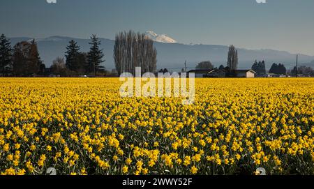 WA25137-00...WASHINGTON - Handelsfeld der gelben Trompete Narzissen in Mount Vernon, mit Mount Baker in der Ferne. Stockfoto