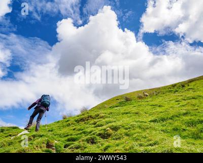 Ein Wanderer, der den steil abfallenden Weg hinauf auf Hartsop Dodd im Cumbrian Lake District UK mit einem Schaf hinaufführt Stockfoto