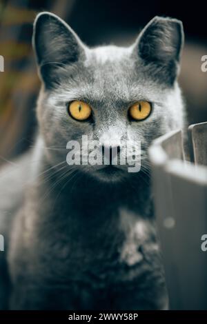 Die Russische Blaue ist eine Katzenrasse, die in verschiedenen Farben erhältlich ist, die von einem hell schimmernden Silber bis zu einem dunkleren Schiefergrau reichen. Stockfoto